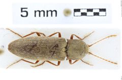 Foto (Dorsalansicht) von Agrypnus longicornis (NHMW-ZOO-COL-0008110)